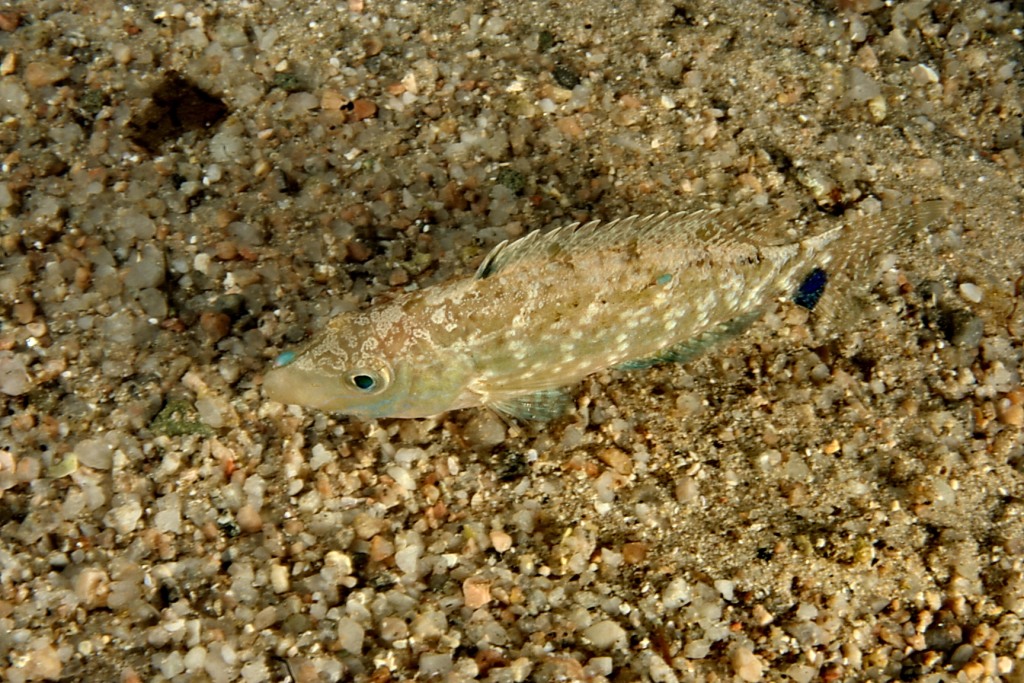 Labride (Symphodus cinereus)